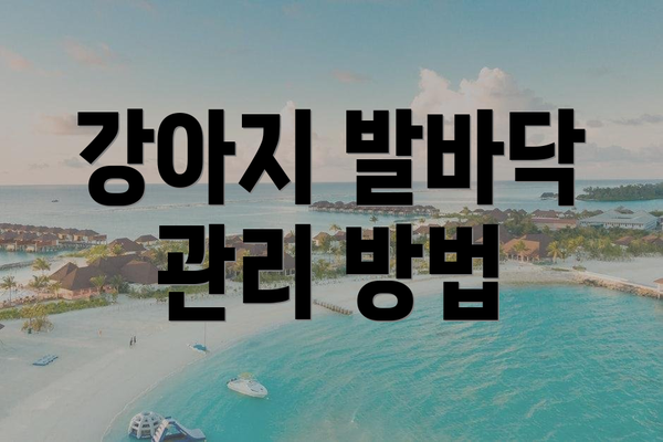 강아지 발바닥 관리 방법