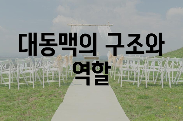 대동맥의 구조와 역할