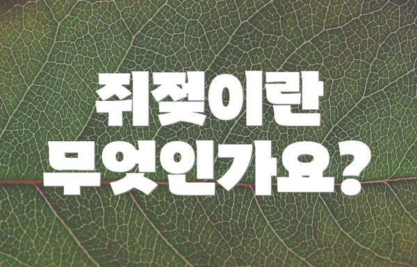 쥐젖이란 무엇인가요?