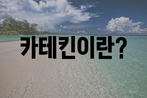 카테킨이란?