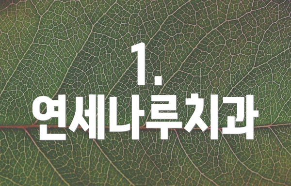1. 연세나루치과